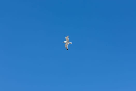 Seagull flying through vivid blue sky. Blue summer sky. No clouds.
