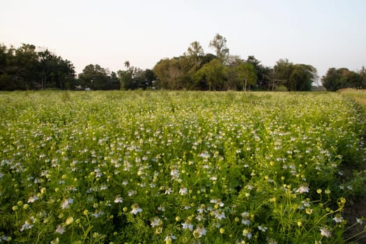 Beautiful Black Cumin Flowers Plantation In the field Natural Landscape view.