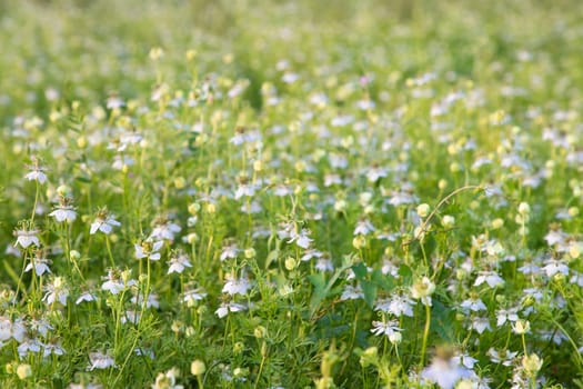 Close-up Focus Beautiful Black Cumin Flowers Plantation In the field Natural Landscape view.