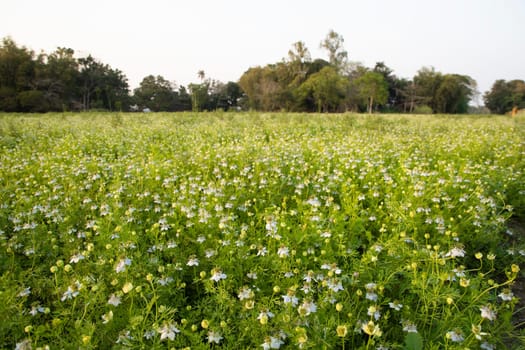 Beautiful Black Cumin Flowers Plantation In the field Natural Landscape view.