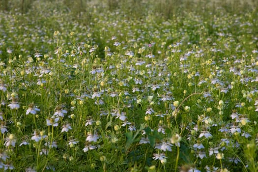 Close-up Focus Beautiful Black Cumin Flowers Plantation In the field Natural Landscape view.