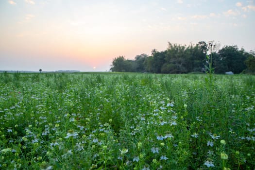 Beautiful Black Cumin Flowers Plantation In the field under the open sky Natural Landscape view.
