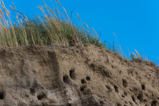 Cliff of Ahrenshoop city on the Baltic Sea peninsula Darss in Germany in summer.