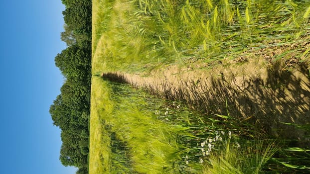 Selective focus of rye grain in the field with row tractor tracks, texture of young ears of green wheat in spring, agriculture in the countryside, nature background.