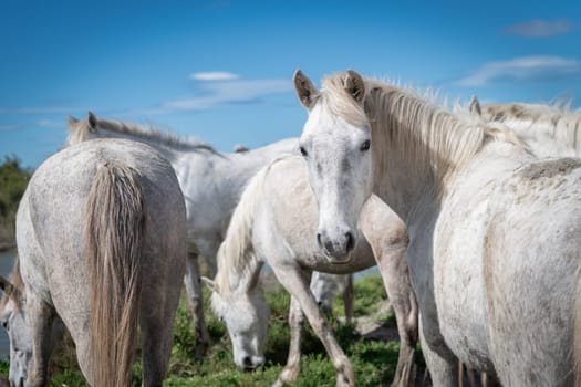 white horses in Camargue, France near Les salines, France