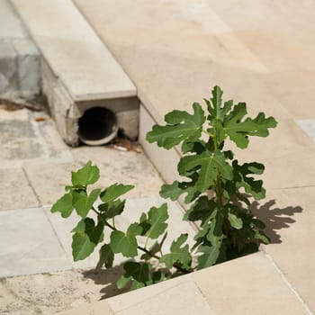Struggle for survival of a young fig tree on the steps of an abandoned house in the town of Krk in Croatia