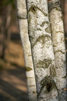Birch trees with typical white bark in a forest in Germany