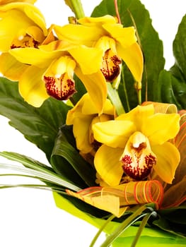 Yellow Orchid II.