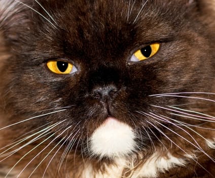 Portrait of a Scottish cat close-up face-muzzle, beautiful domestic purebred cats