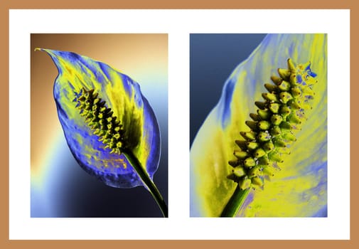 Flower painting