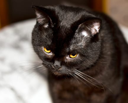 brown scottish cat portrait close-up, beautiful domestic purebred cats