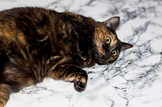 variegated tricolor mongrel cat lying on a marble background, beautiful domestic purebred cats