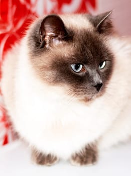 Portrait blue-point of a Scottish white cat, beautiful domestic purebred cats