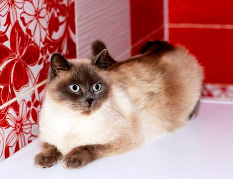 blue-point blue-eyed British white cat lying on a red background, beautiful purebred domestic cats