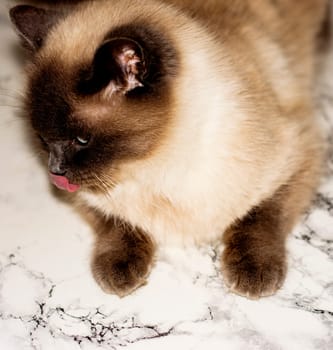Scottish white cat with protruding tongue close-up, beautiful domestic cats