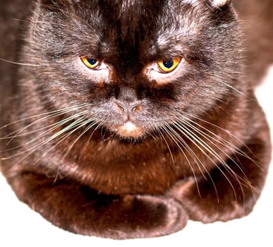 close-up shot of the muzzle-face of a brown-colored cat lying down , beautiful purebred domestic cats