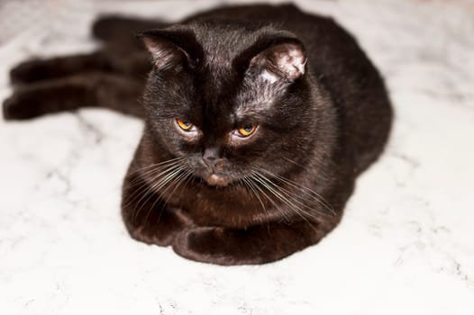 British- Scottish cat brown lying on a light floor , beautiful domestic cats purebred