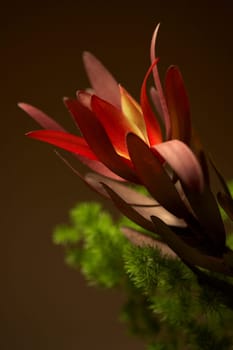 Bouquet IV