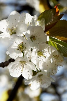 Spring greetings I.
