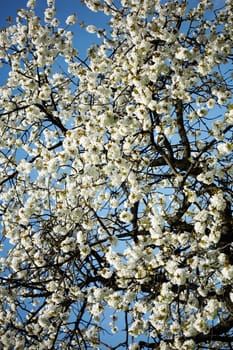 Frühlingsgruss II.