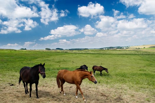 Outdoor horses