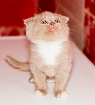 close-up portrait of a Scottish-fold bicolor lilac kitten sitting in the bathroom, beautiful purebred domestic kittens, kittens in the house, a kitten in the bathroom