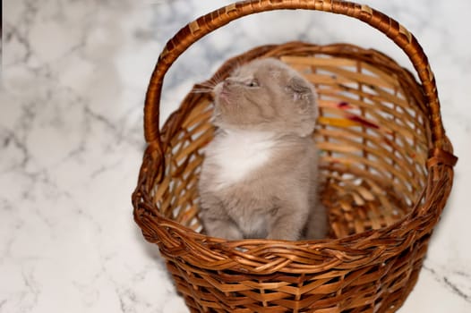 small lilac Scottish kitten in a wicker basket , beautiful purebred kittens, kittens in the house, pets, pets