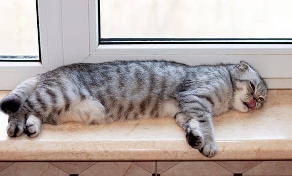Scottish fold tabby cat lies on the windowsill and licks its lips, beautiful domestic cats are pedigreed, a cat in the house