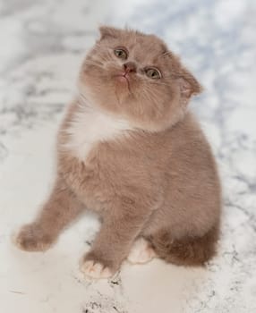Scottish kitten sitting on a marble background, beautiful purebred kittens, kittens in the house, pets, pets