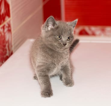 playful grey british kitten in the bathroom, beautiful purebred domestic kittens, kittens in the house, kitten in the bathroom