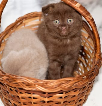 brown little Scottish fold kitten in a basket , beautiful purebred kittens, kittens in the house, pets, pets