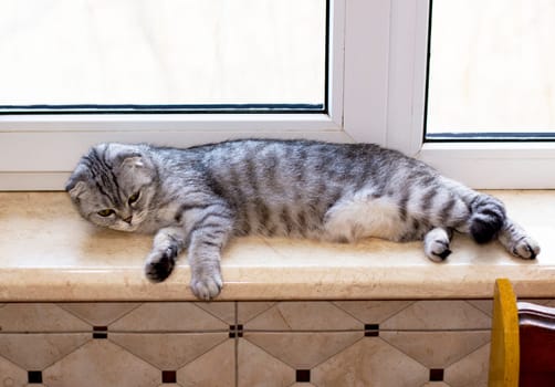fold tabby gray Scottish cat is lying on the windowsill, beautiful purebred domestic cats, a cat in the house, a cat in the kitchen