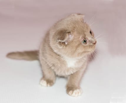 beautiful little Scottish kitten lavender lilac , beautiful purebred kittens, kittens in the house, pets, pets