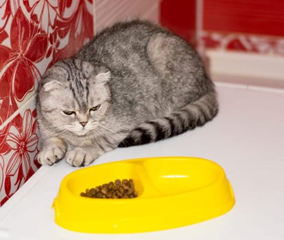 cat Scottish-fold next to a bowl of food, beautiful purebred domestic cats, a cat eats, a cat in the house