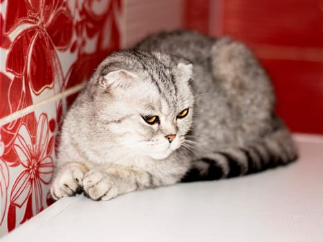 fold tabby gray Scottish cat lying down, beautiful purebred domestic cats, cat in the house, cat in the bathroom