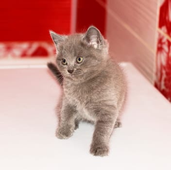playful grey Scottish kitten, beautiful purebred domestic kittens, kittens in the house, kitten in the bathroom