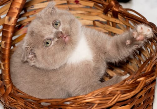 close-up Scottish fold bicolor lilac kitten in a wicker basket, beautiful purebred kittens, kittens in the house, pets, pets