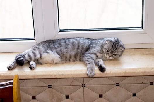 Scottish cat is resting lying on the windowsill, beautiful pedigreed domestic cats, a cat in the house, a cat in the kitchen