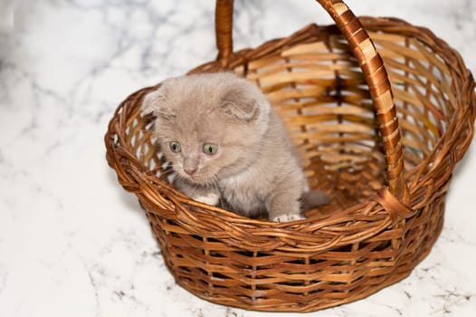 little Scottish kitten looking out of a wicker basket , beautiful purebred kittens, kittens in the house, pets