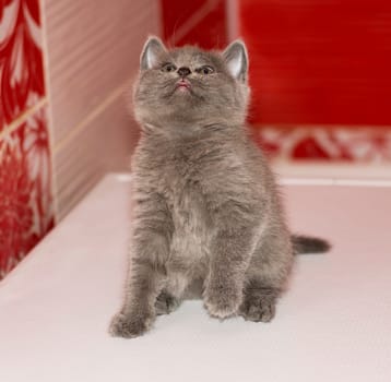baby scottish straight playful grey kitten sitting in the bathroom, beautiful purebred domestic kittens, kittens in the house, kitten in the bathroom