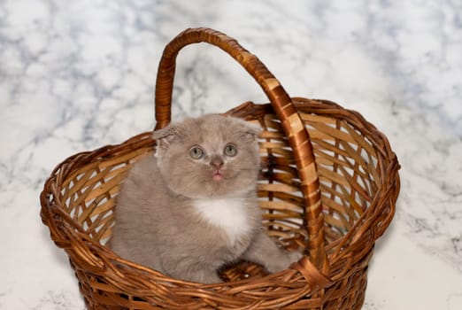 little Scottish old bicolor kitten looking out of a wicker basket , beautiful purebred kittens, kittens in the house, pets