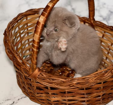 close-up playful little Scottish kitten sitting in a wicker basket , beautiful purebred kittens, kittens in the house, pets