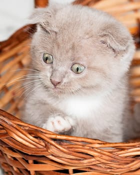 close-up Scottish fold kitten peeking out of a basket , beautiful purebred kittens, kittens in the house, pets