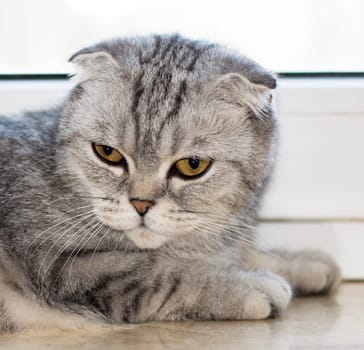 portrait close-up Scottish fold tabby gray cat lying on the windowsill, beautiful purebred domestic cats, a cat in the house, a cat in the kitchen