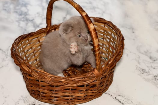 playful little Scottish kitten fold bicolor lilac sitting in a wicker basket , beautiful purebred kittens, kittens in the house, pets