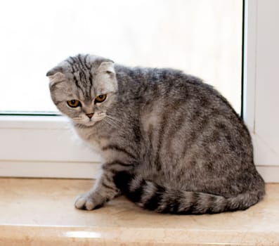 Scottish fold tabby gray cat is sitting on the windowsill, beautiful pedigreed domestic cats, a cat in the house