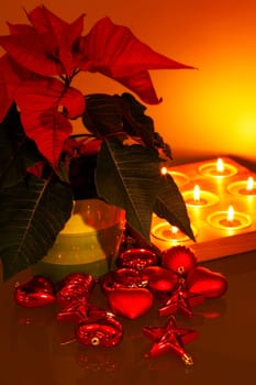 Poinsettia