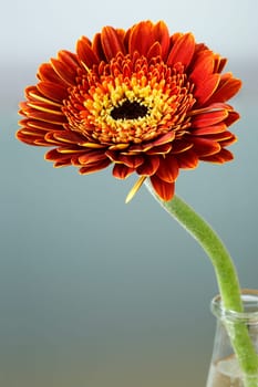 Gerbera