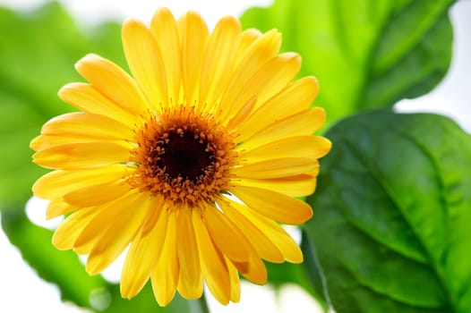 Yellow gerbera with leaves I.