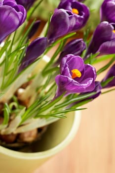 Crocus I